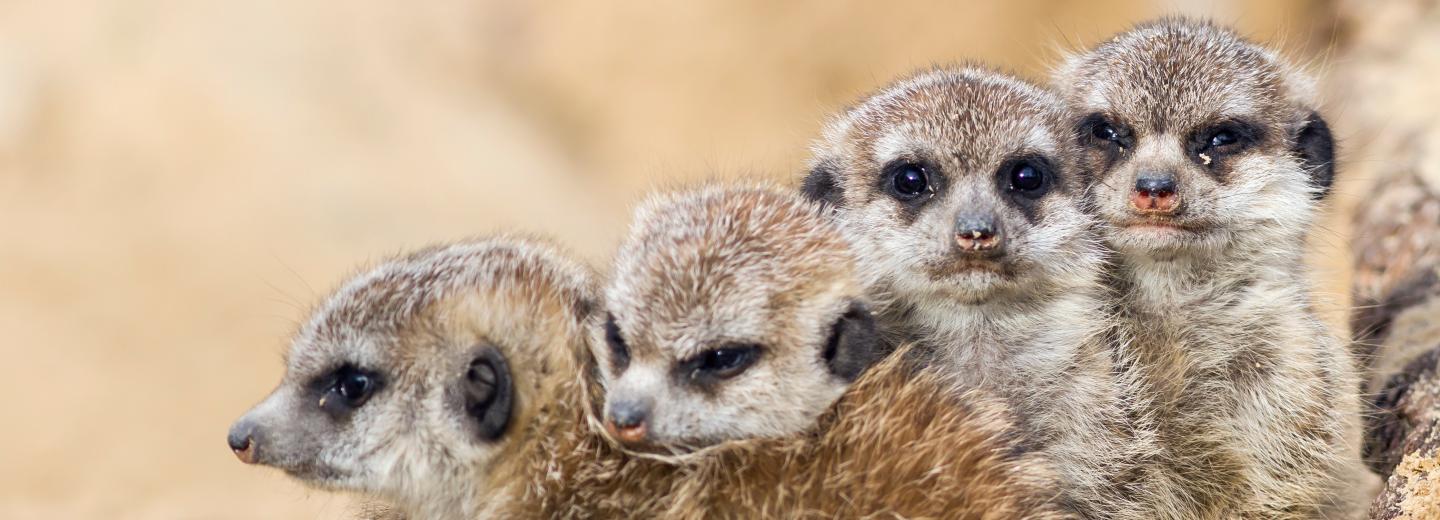 © Zoo Berlin Zoo Berlin