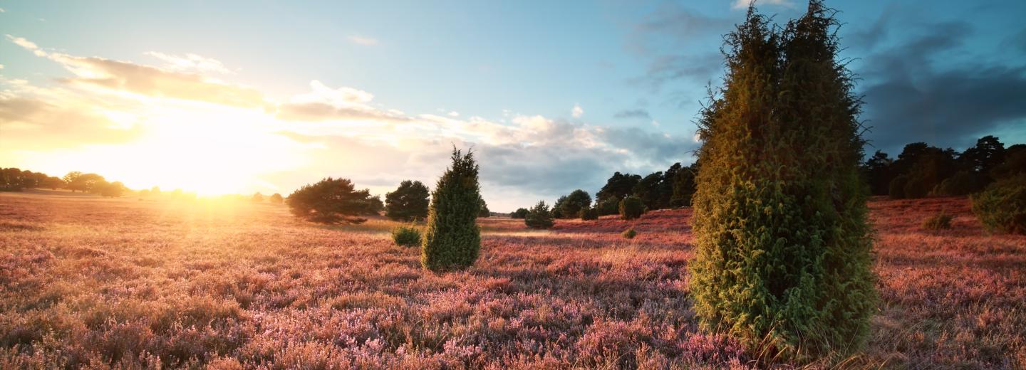 © Eurotours Auszeit in der Lüneburger Heide