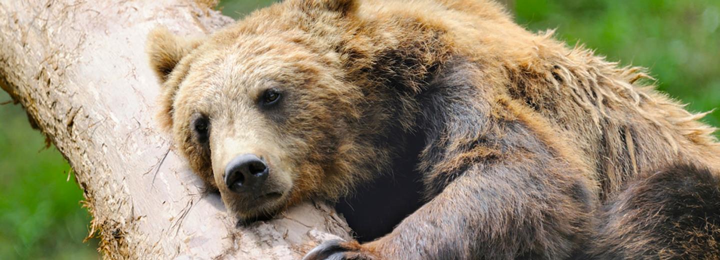 © Eurotours Wildparadies