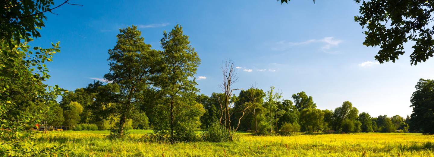 © Alexander Horejs Spreewald