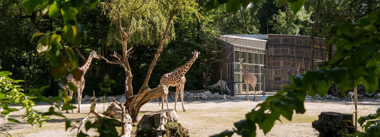 © Tierpark Hellabrunn - Jörg Koch Tierpark Hellabrunn, München