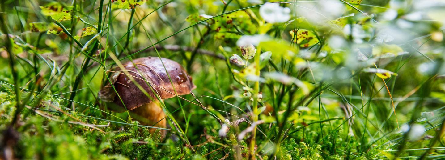 © Tourismusverband Ostbayern, Fotograf Andreas Meyer Bayrischer Wald