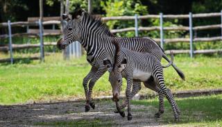 Zoo Augsburg JUST AWAY