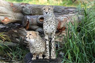 Zoo Leipzig JUST AWAY