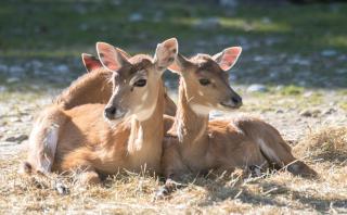 Tierpark Hellabrunn JUST AWAY