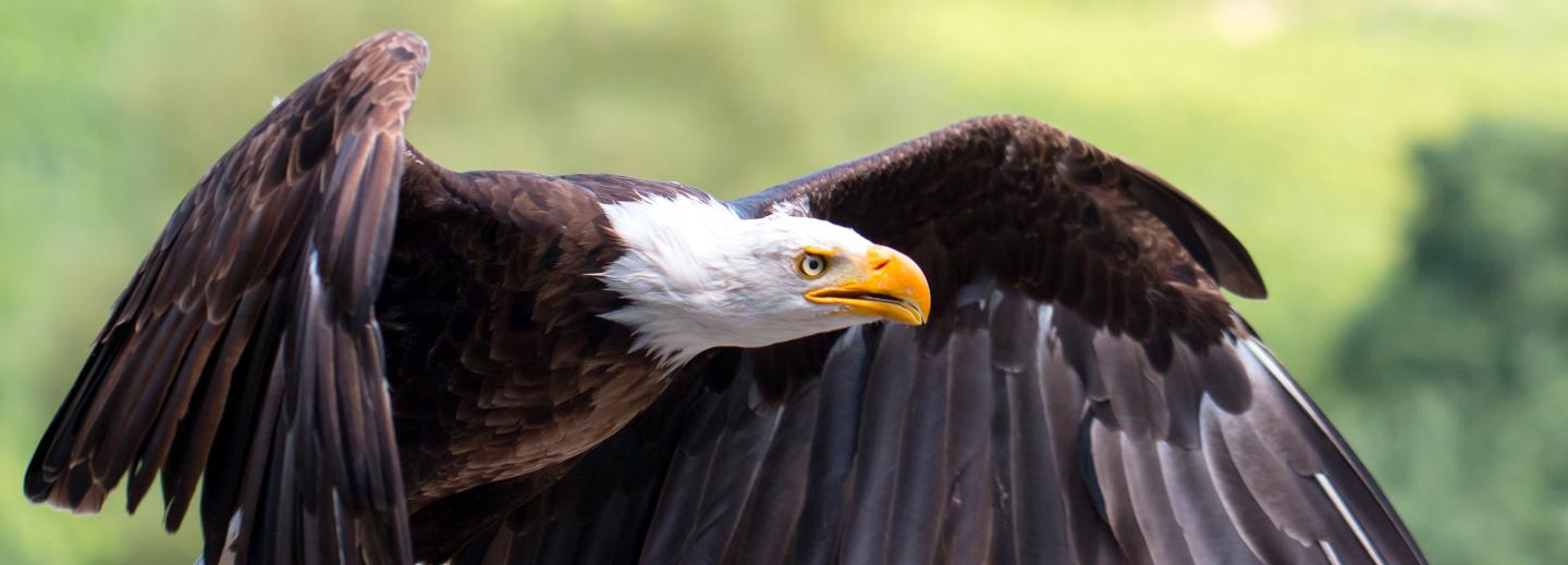 © Eurotours Wildparadies