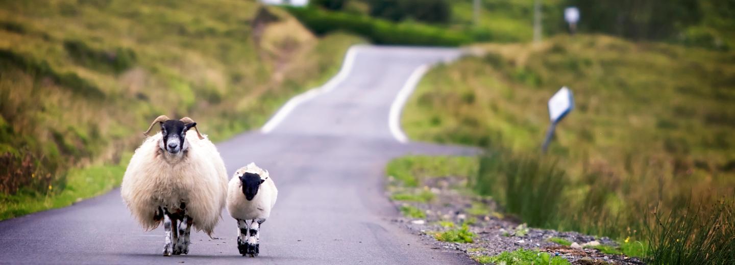 © Eurotours Irlands Highlights "erwandern"