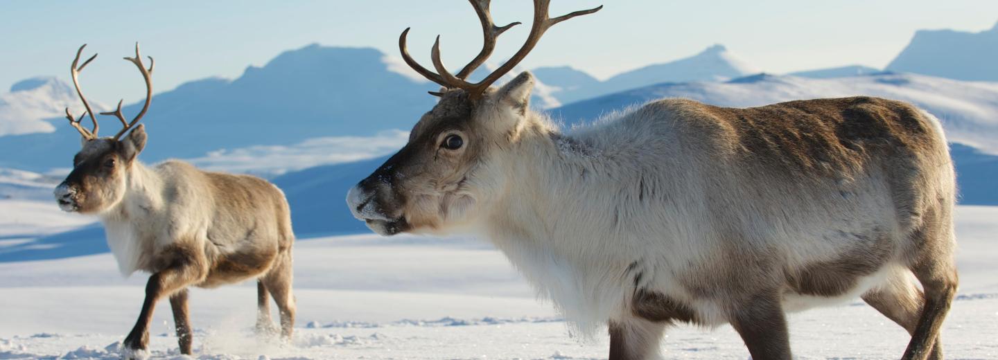 © Eurotours Postschiffroute 2022 Bergen - Kirkenes - Bergen