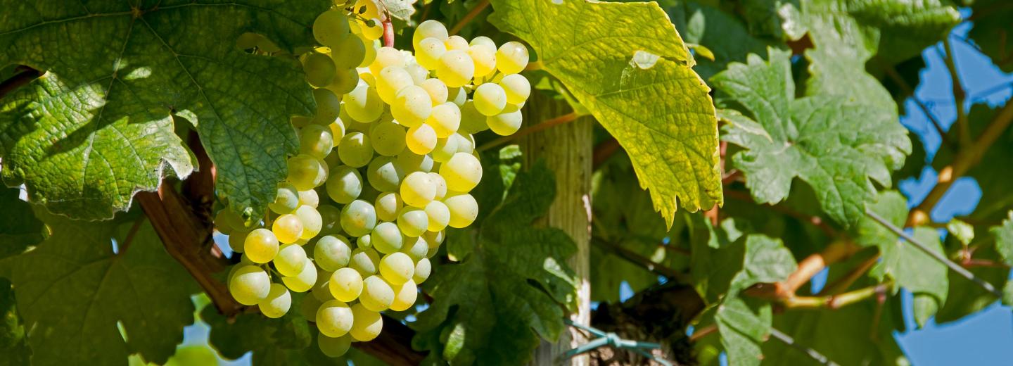 © Eurotours Traumhafte Wachau in Emmersdorf an der Donau