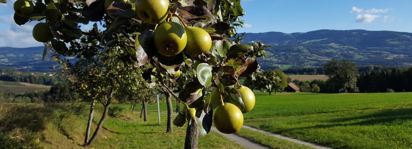 © Christine Schwetz Pöllau bei Hartberg