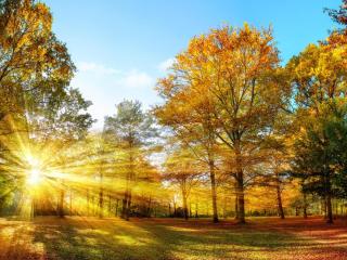 Mitten im Herbstwald fühlst Du Dich gut