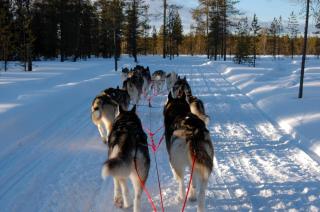 von Ski zu Husky: mit dem Hundeschlitten unterwegs