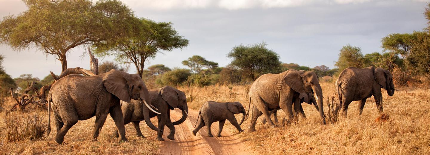 © Eurotours Sansibar: Badespaß und Safari-Abenteuer