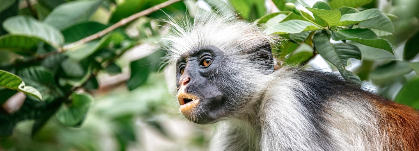 © Eurotours Sansibar: Badespaß und Safari-Abenteuer