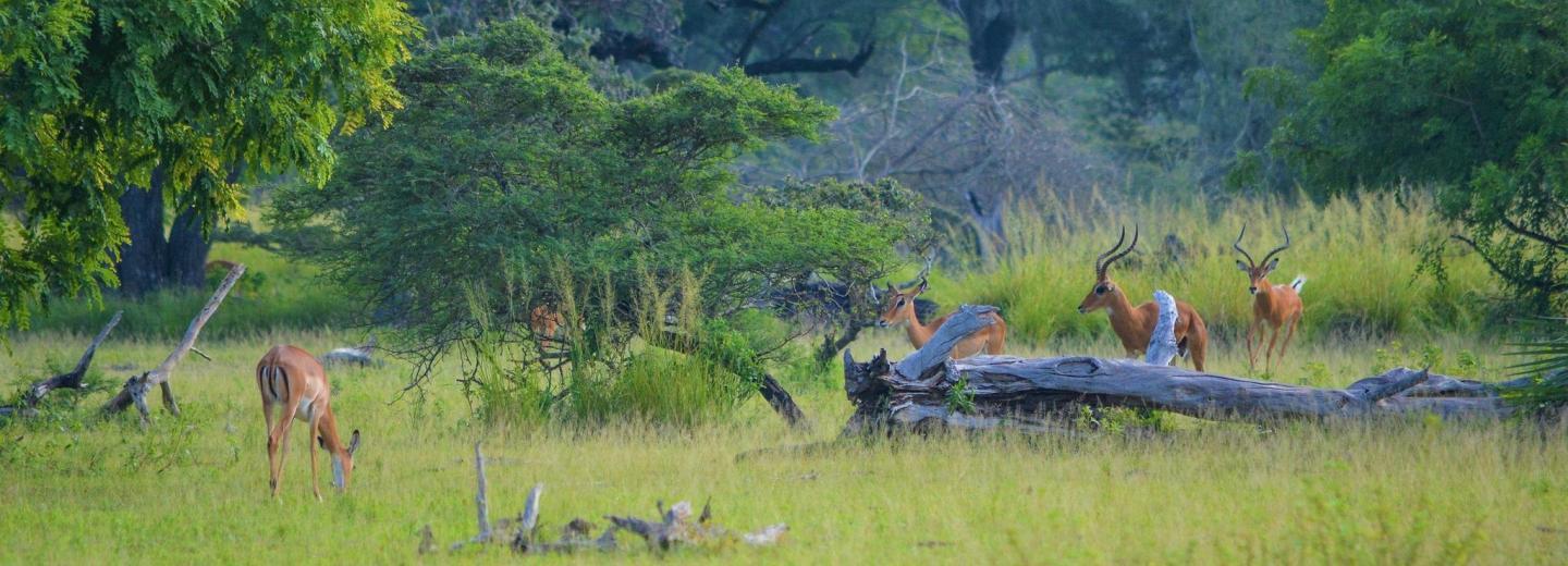 © Eurotours Sansibar: Badespaß und Safari-Abenteuer