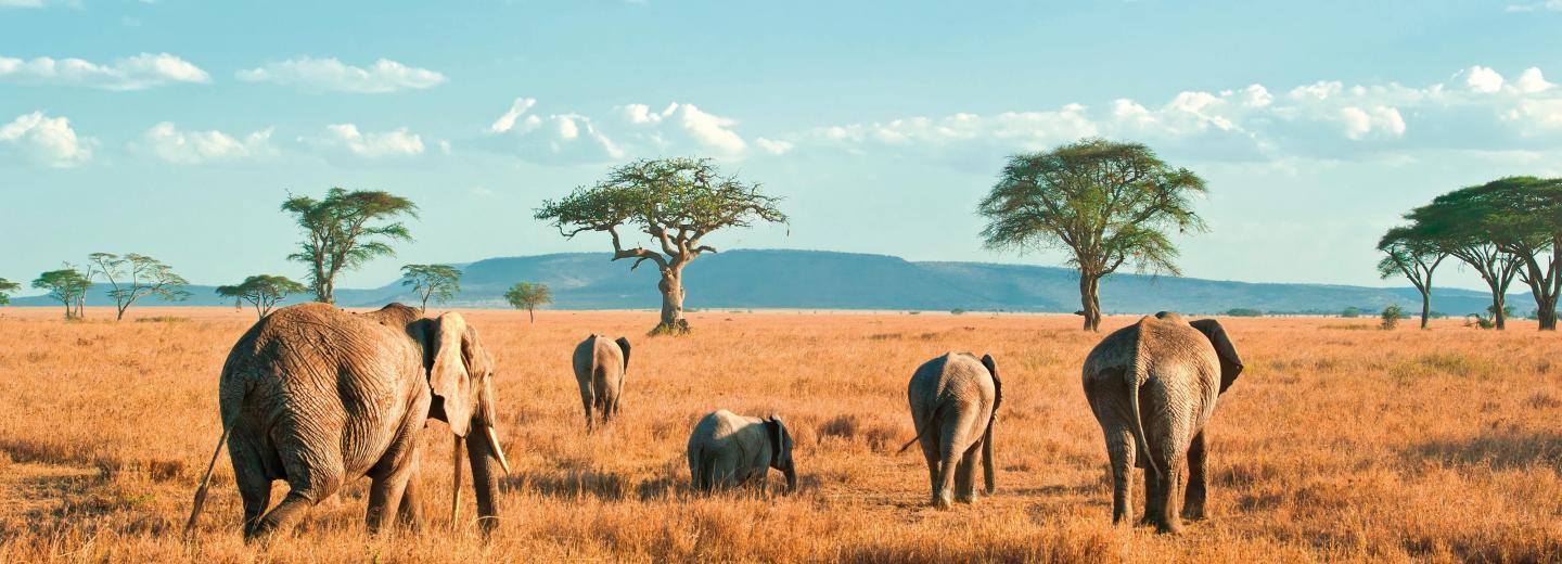 © Eurotours Sansibar: Badespaß und Safari-Abenteuer