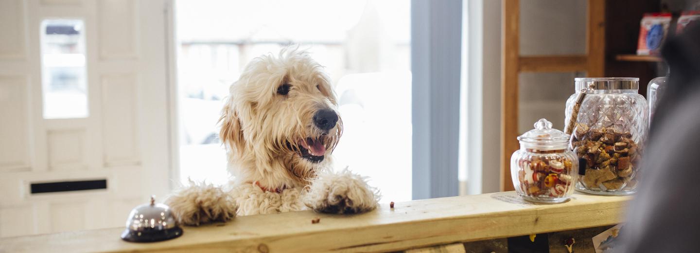 © Eurotours Bad Leonfelden: Entspannung für Hund und Mensch