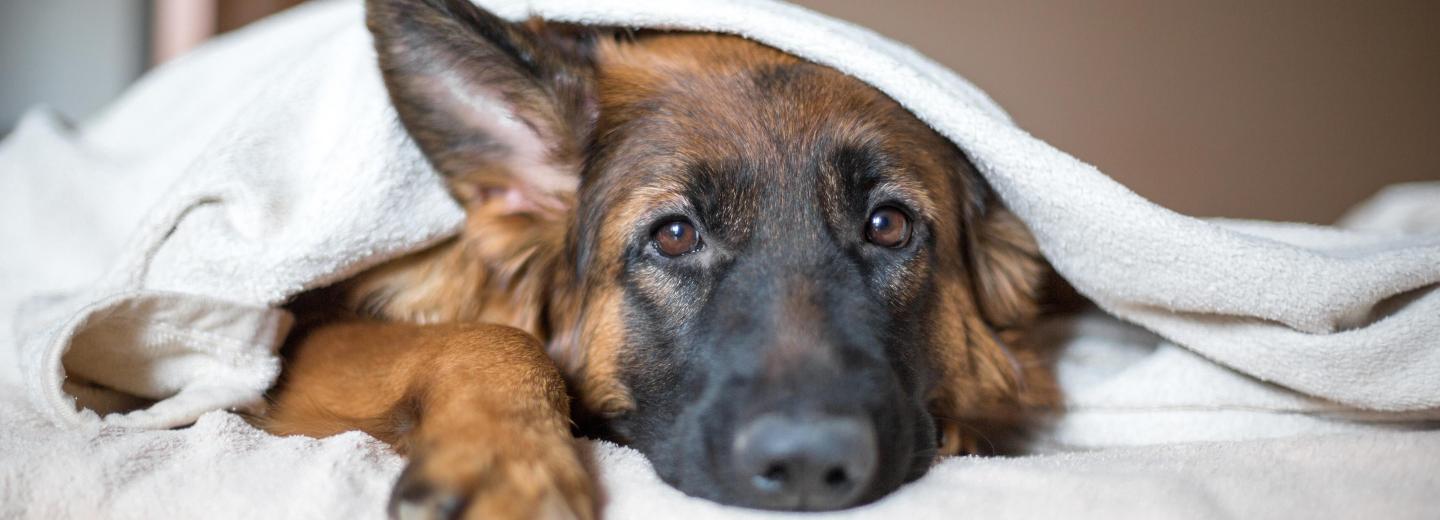© Eurotours St. Michael im Lungau: Entspannter Hundeurlaub auf 1.640 m Seehöhe