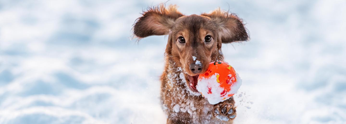 © Eurotours Mit Ski und Hund in Alpbach