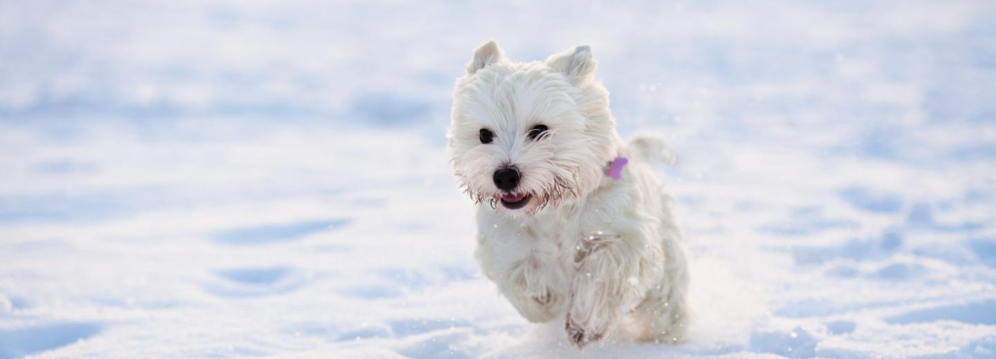 © Eurotours Freudige Hundetage in Maria Alm