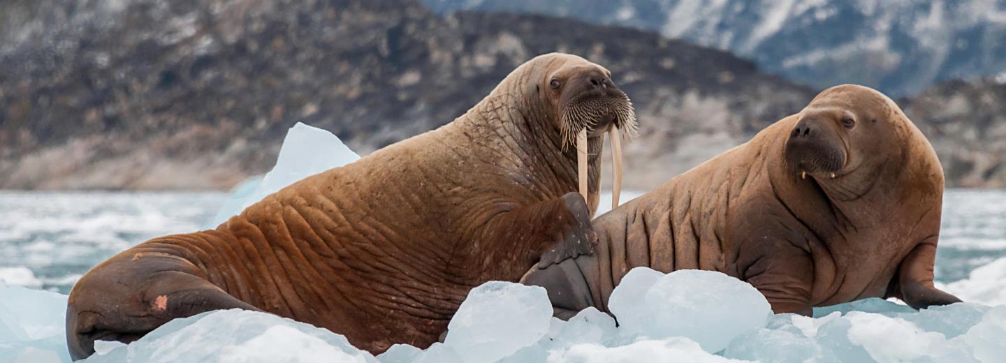 © Eurotours Expedition in die Arktis