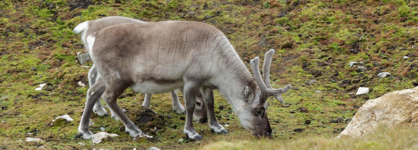 © Eurotours Rentiere / Spitzbergen