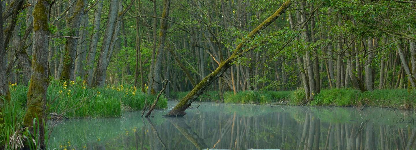 © Roman Vitt Mecklenburgische Seenplatte