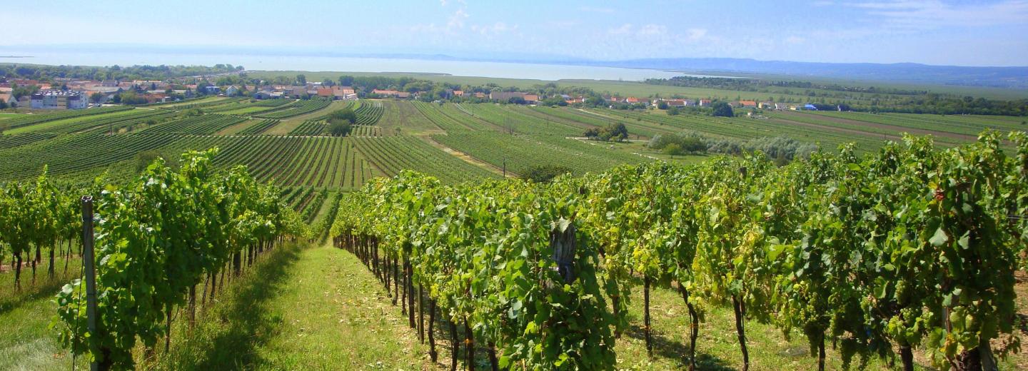 © Eurotours Neusiedler See, Weinberg, Burgenland