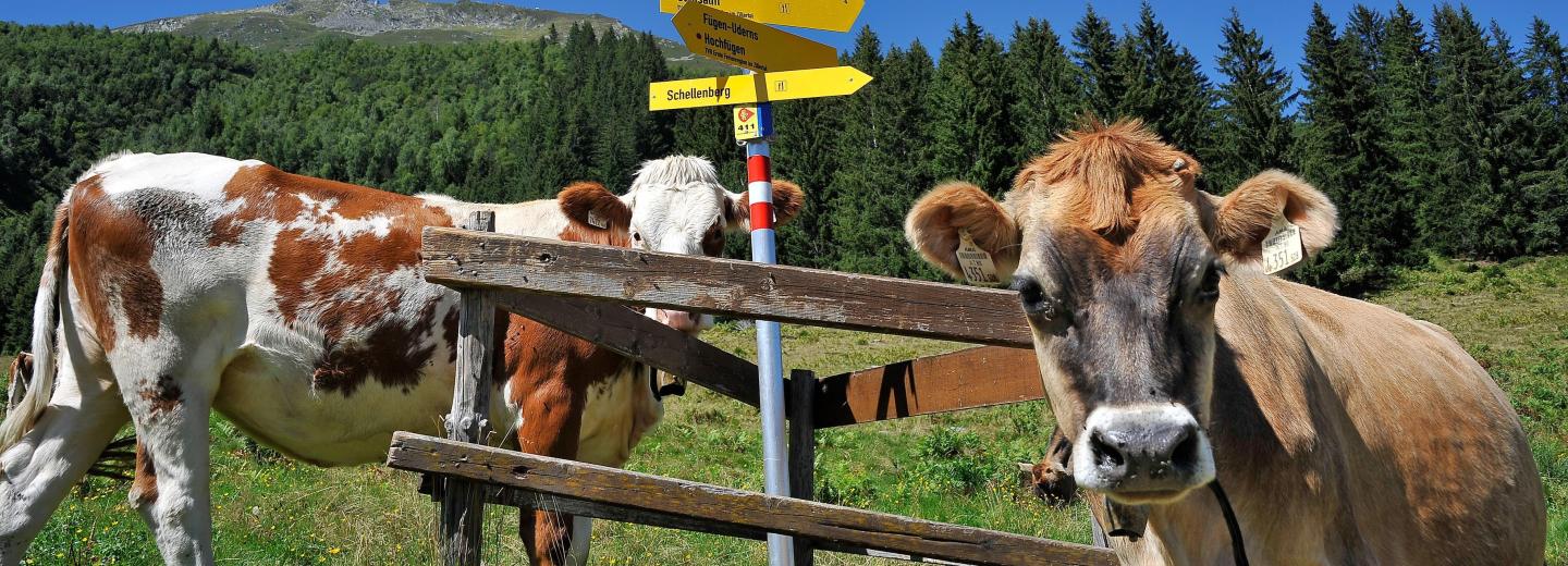 © Wörgötter & Friends Zillertal