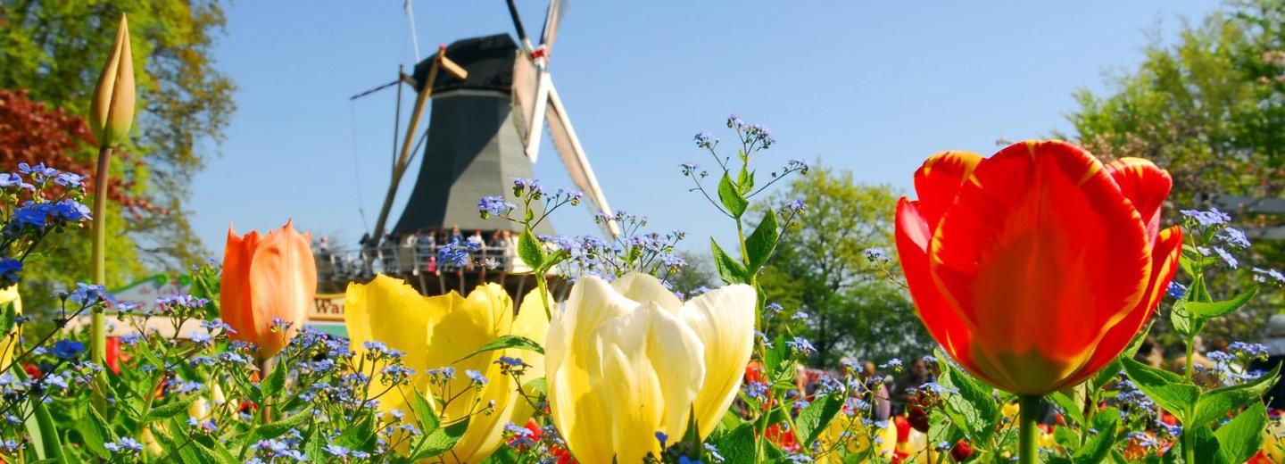 © Fotolia - dzain Keukenhof Amsterdam