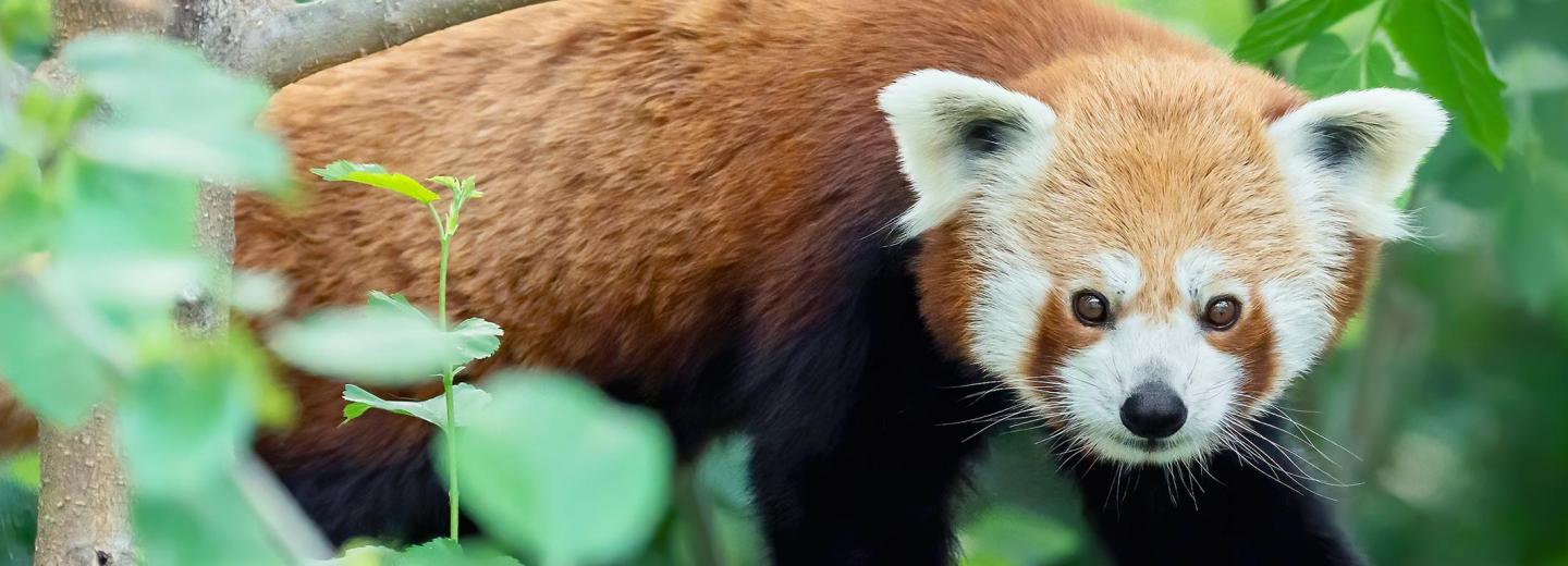 © Daniel Zupanc Tiergarten Schönbrunn