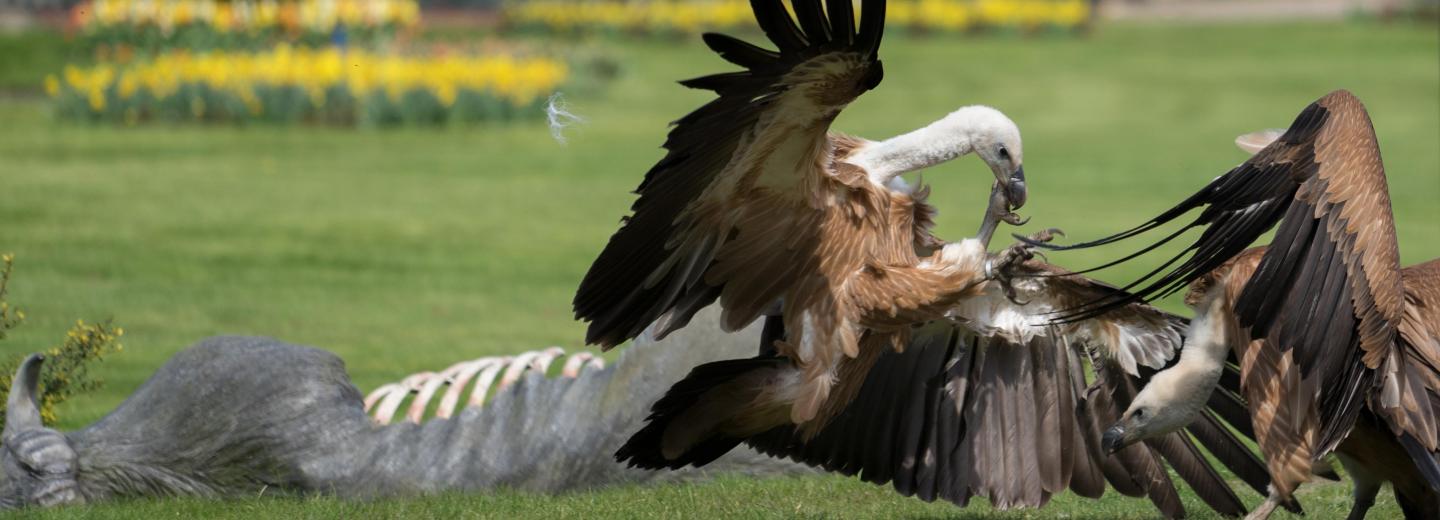 © Weltvogelpark Walsrode Vogelpark Walsrode