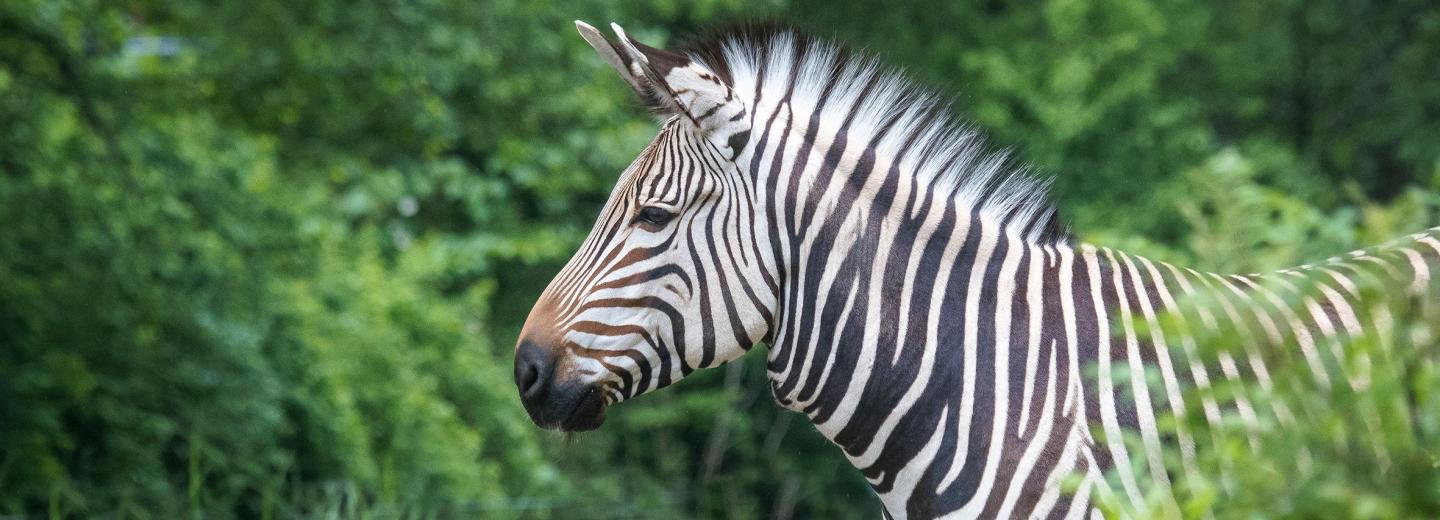 © Tierpark Hellabrunn / Daniela Hierl Tierpark Hellabrunn