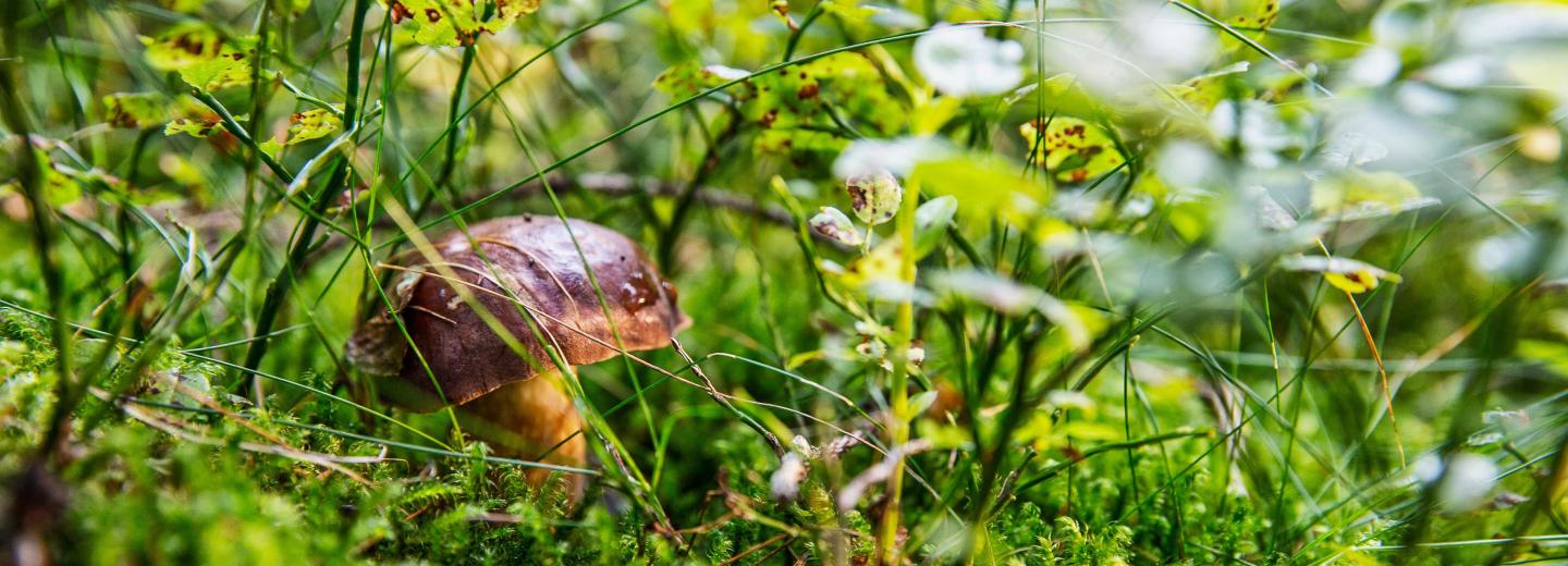 © Tourismusverband Ostbayern, Fotograf Andreas Meyer Bayerischer Wald