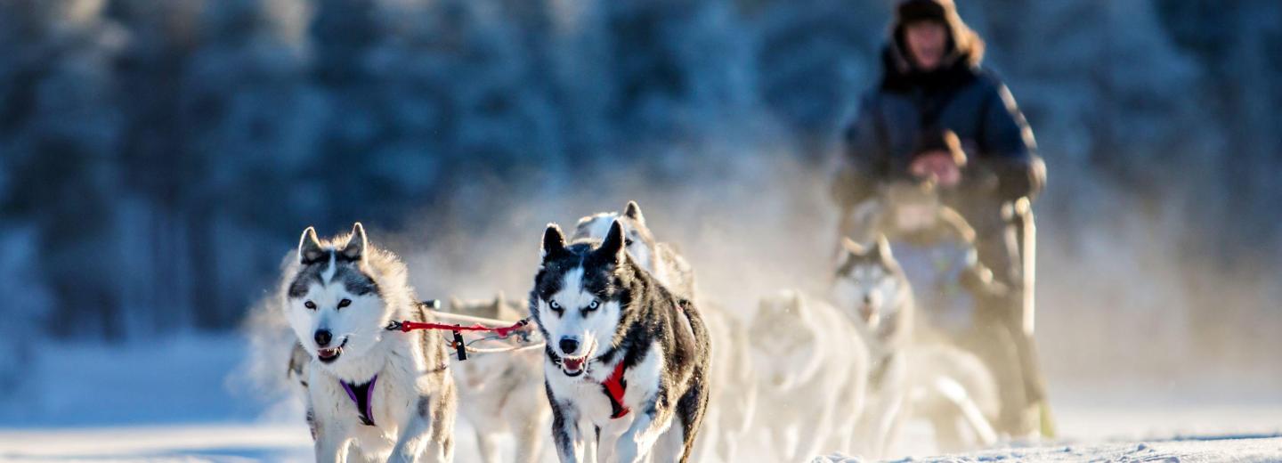 © Eurotours Jokkmokk Huskysafari