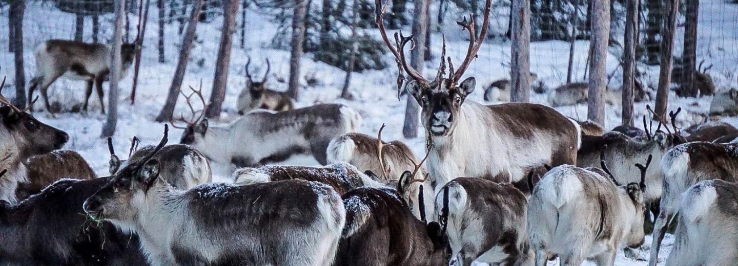 © Leon Weiss Jokkmokk Rentierfarm