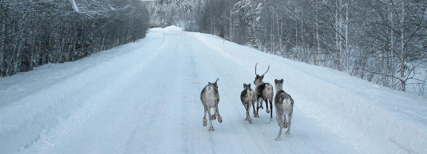 © Eurotours Polarkreisroute