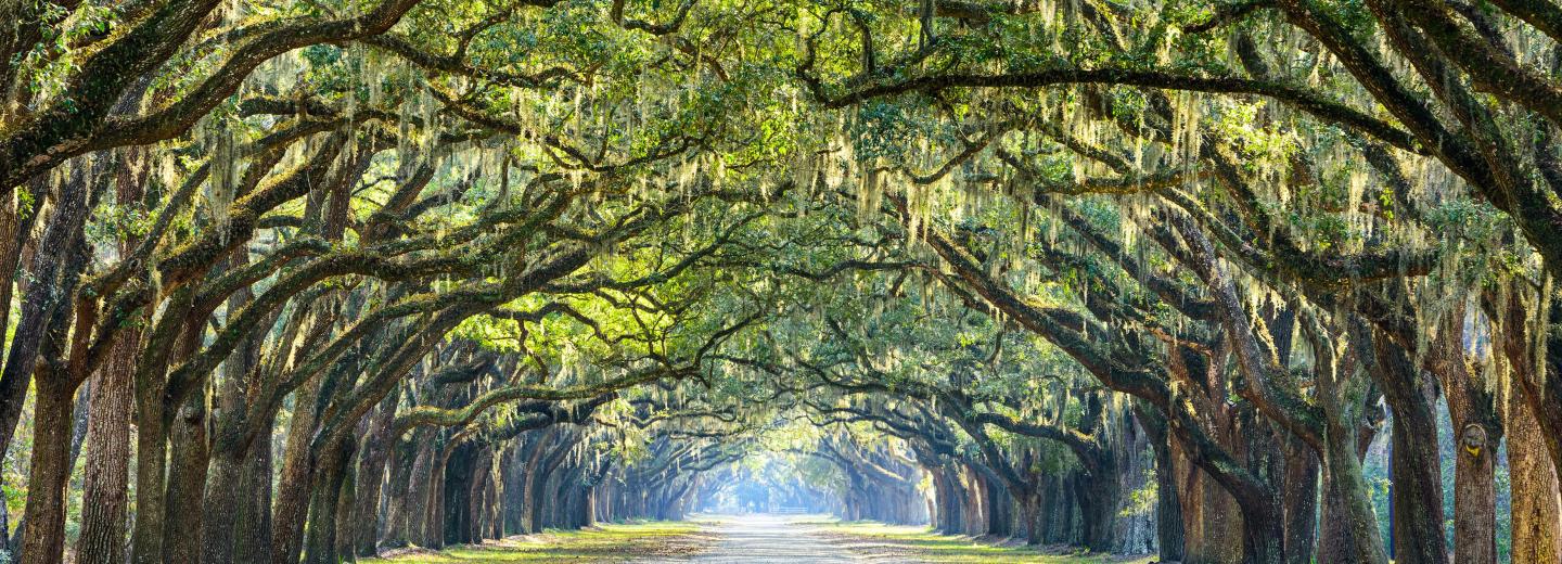 © Shutterstock Savannah