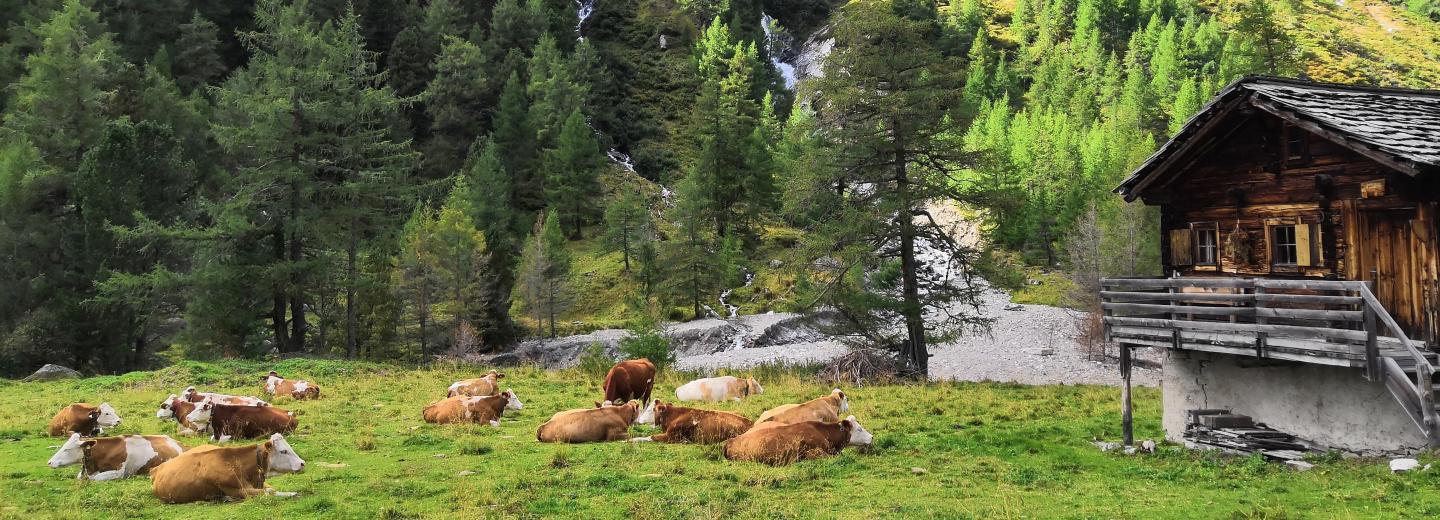 Kals am Großglockner